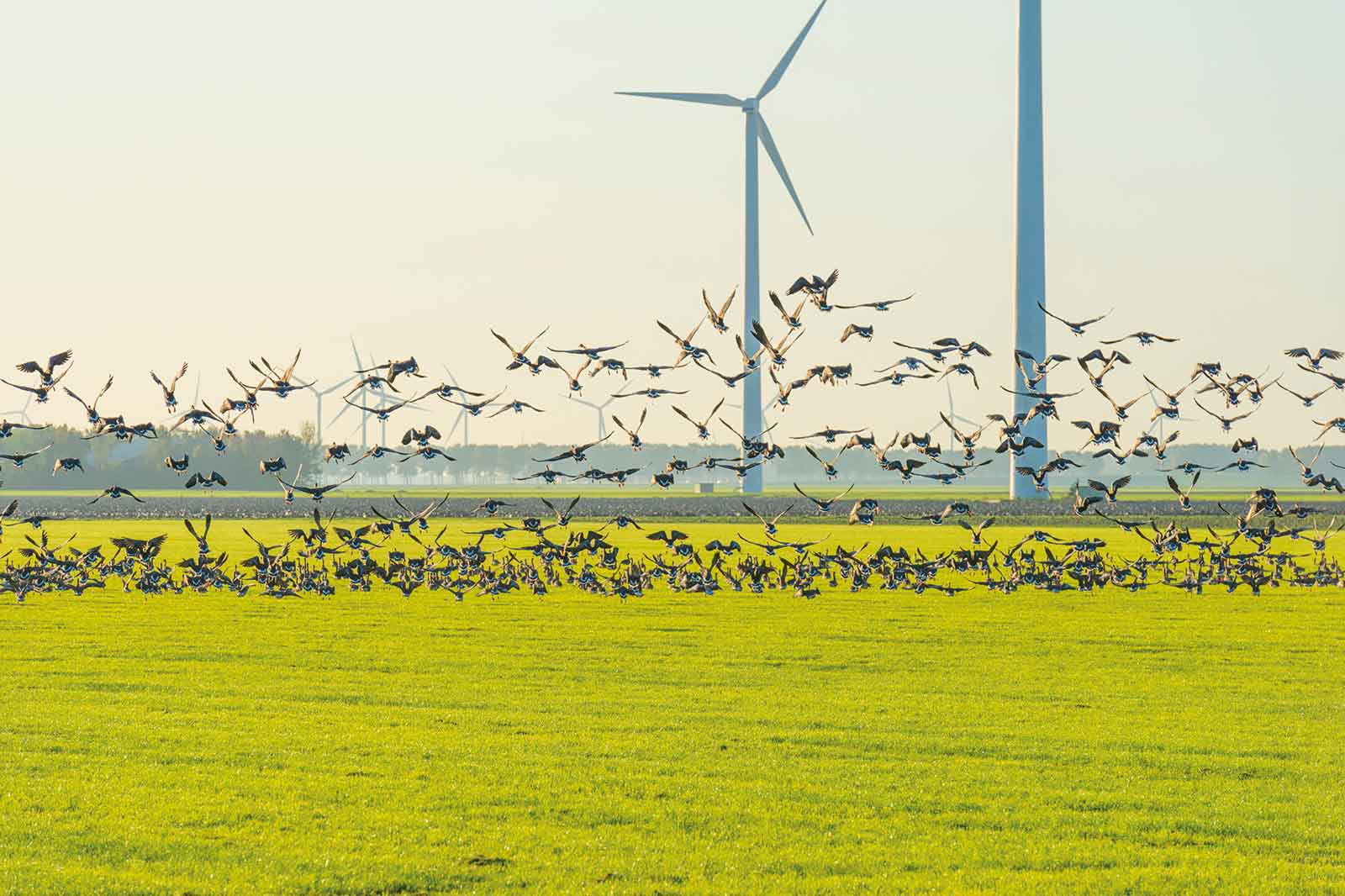 A flock of birds takes flight over a vibrant green field, with wind turbines visible in the background under a clear sky.